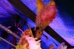 Brazilian Carnival Night at Edde Sands, Part 1 of 2